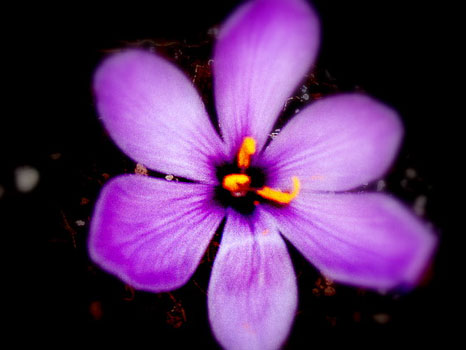 Safran Çiçeği