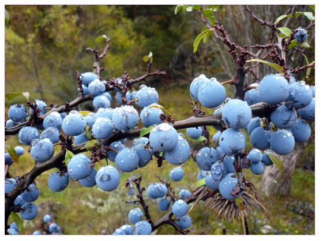 Çakaleriği (Prunus spinosa)