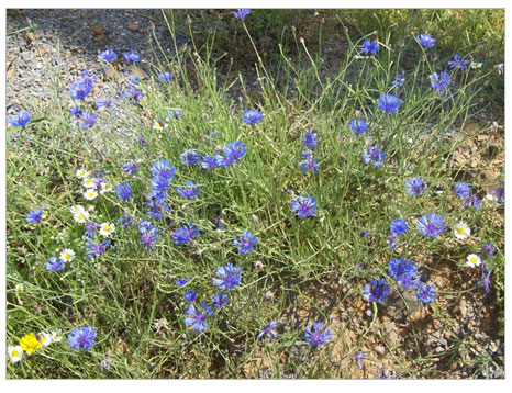 Peygamber Çiçeği (Mavi Kantoron)