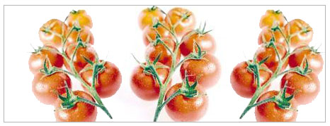 Nitratlı domatesleri kim yiyor?