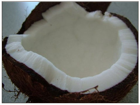 Hindistancevizi (cocos nucifera)
