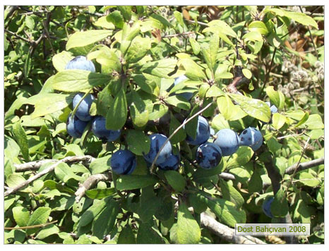 Çakal Eriği (Prunus Spinoza)