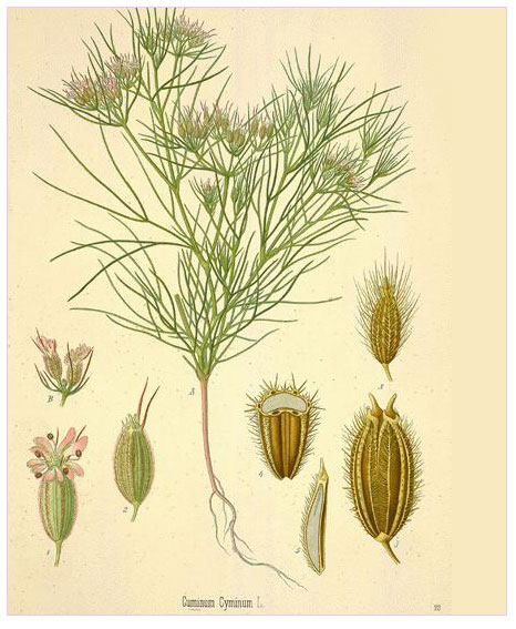 Kimyon (Cuminum cyminum L.)