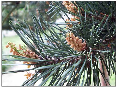 Çamağacı (Pinus)