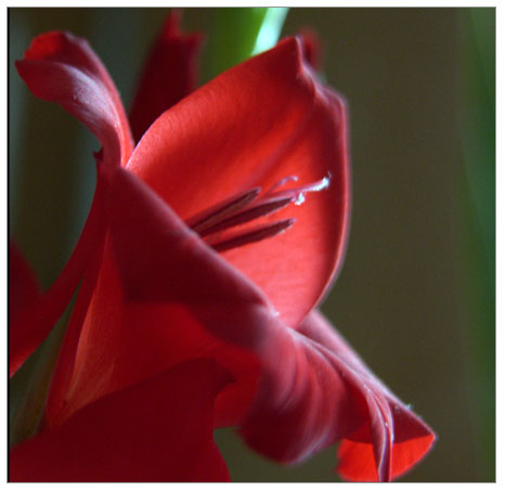 Glayöl (Gladiolus)