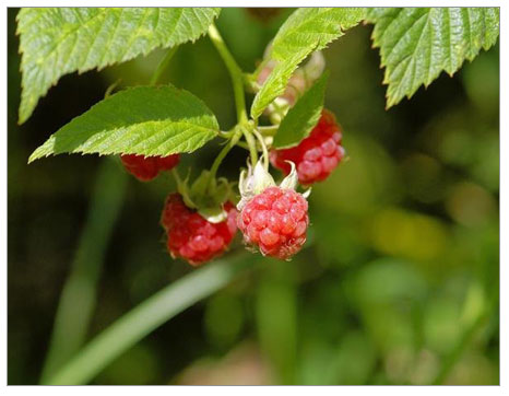 Organik Ahududu (Rubus Idaeus) Yetiştiriçiliği Bölüm 3